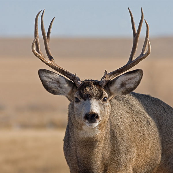 Mule Deer
