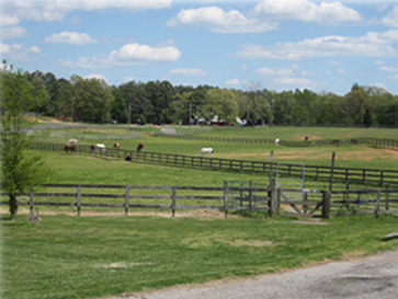 horses in a field