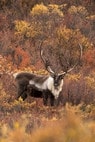 Caribou in a field