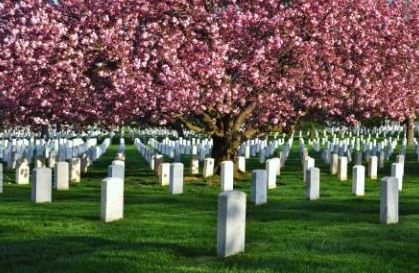 blooming trees above rows of headstones
