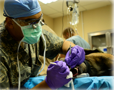 vet performing surgery on a dog