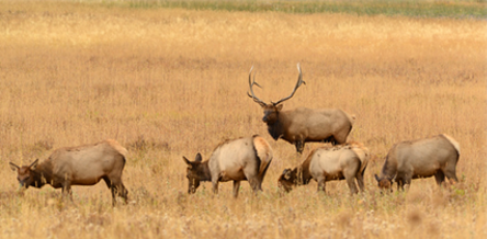 Elk standing in a field