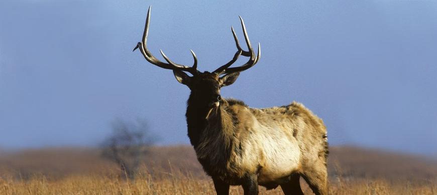 Elk standing in a field