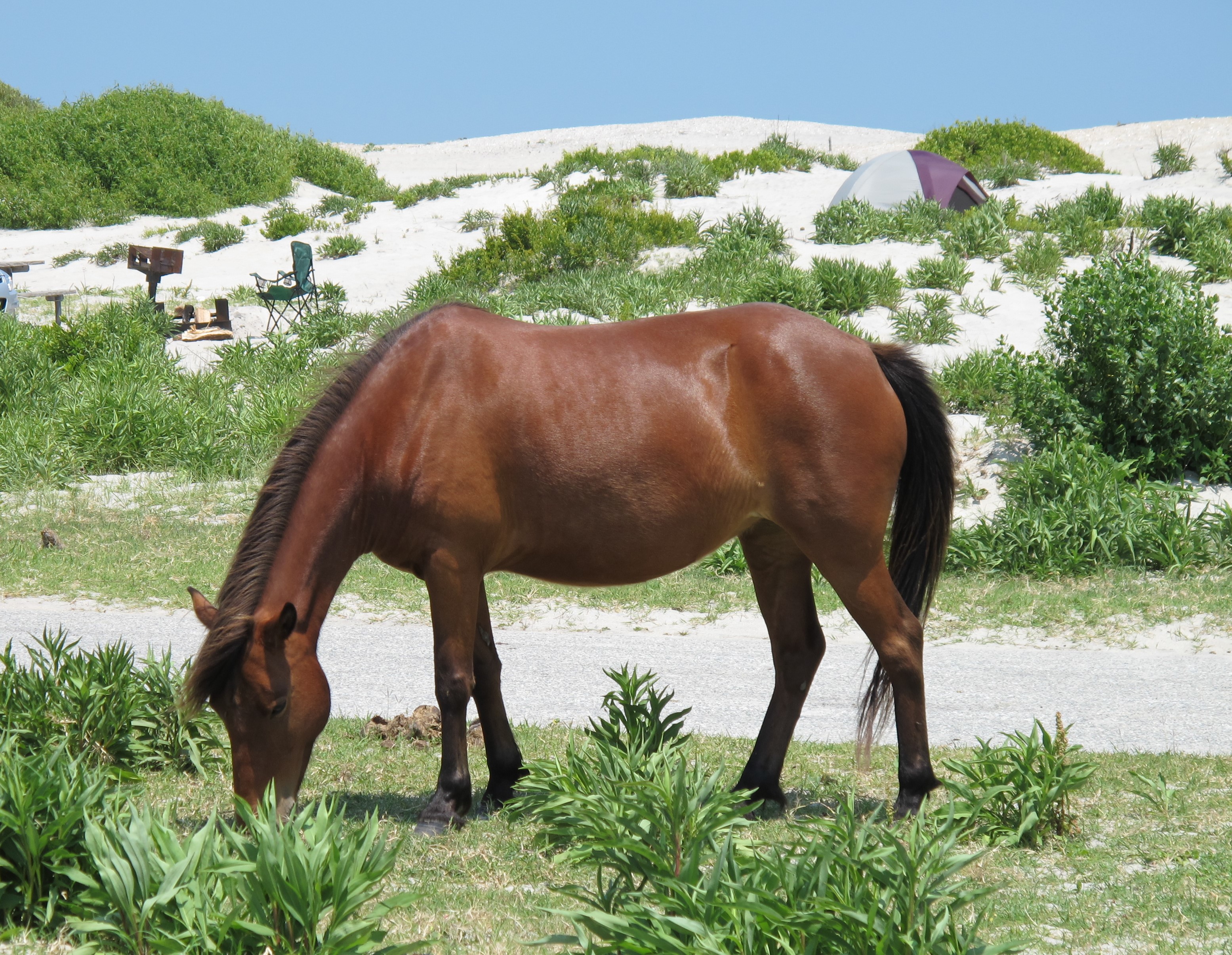 wild horse grazing