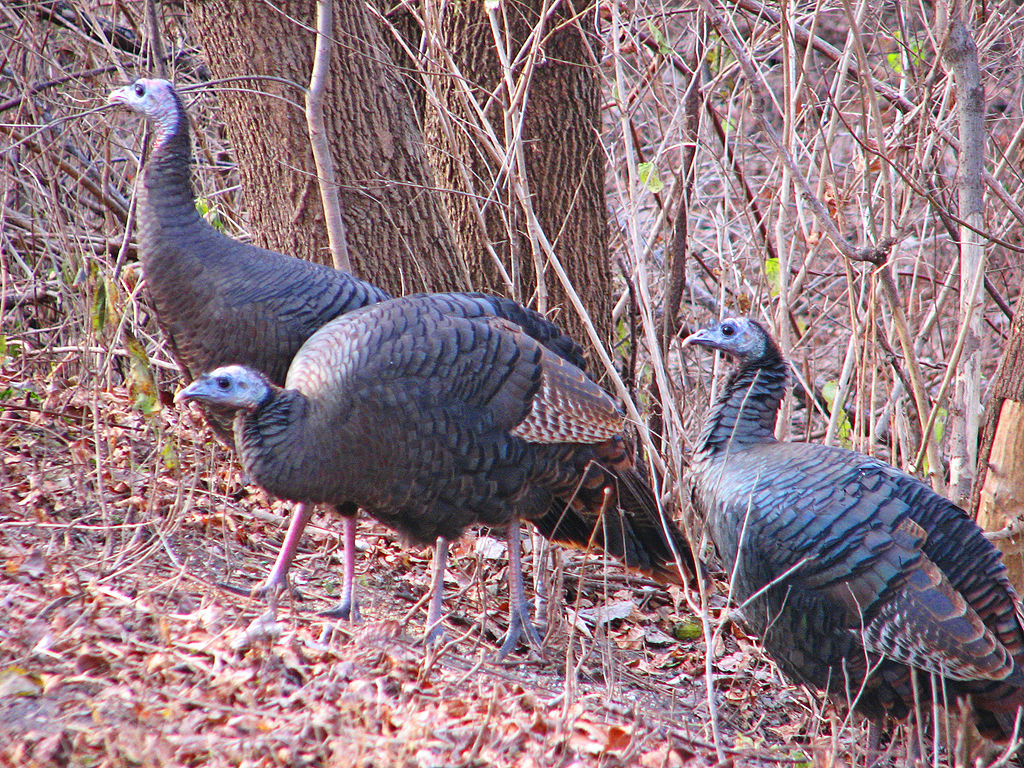 3 turkeys in the woods