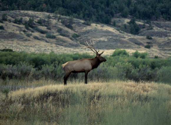 elk in a field