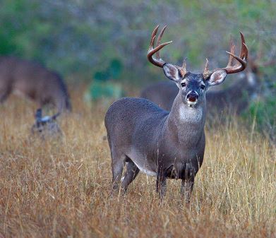 Deer in the woods