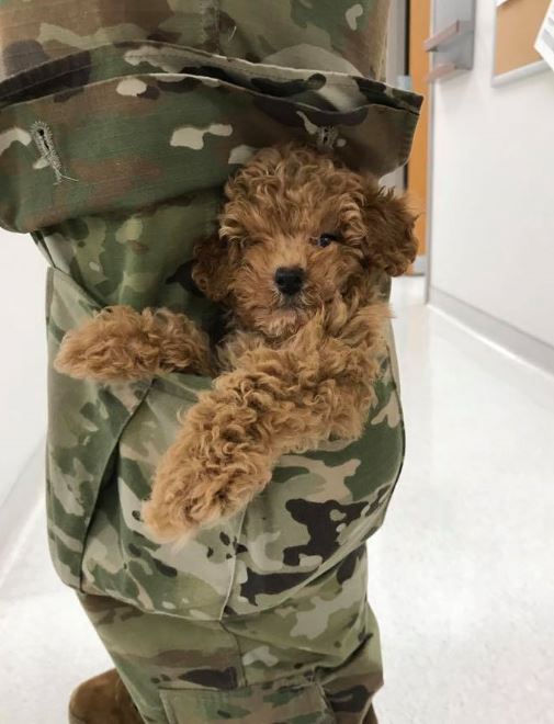 dog in someones cargo pocket