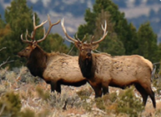 Elk standing in a field