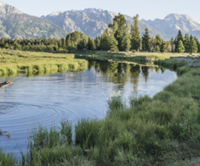 A river surrounded by grass and trees